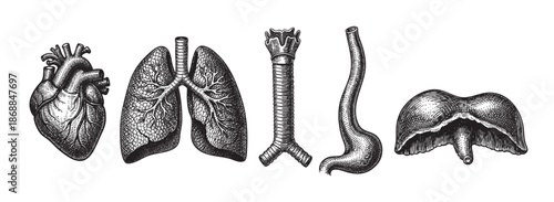 A set of vintage-style engravings depicting human organs including the heart, lungs, trachea, esophagus, and diaphragm on a white background.