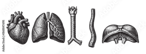 A vintage, black and white illustration displays a detailed depiction of the human heart, lungs, trachea, esophagus, and diaphragm, suitable for medical or educational contexts.