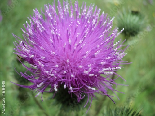 Purple thistle flower