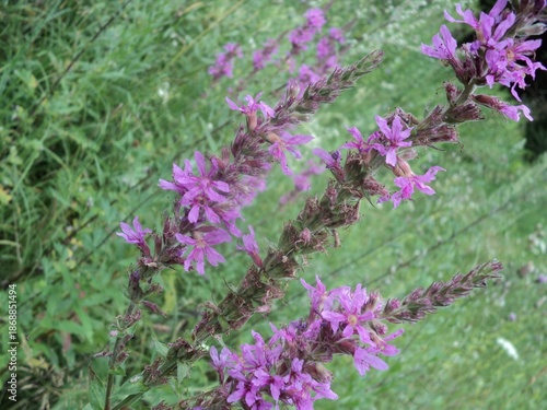  flowers in the garden