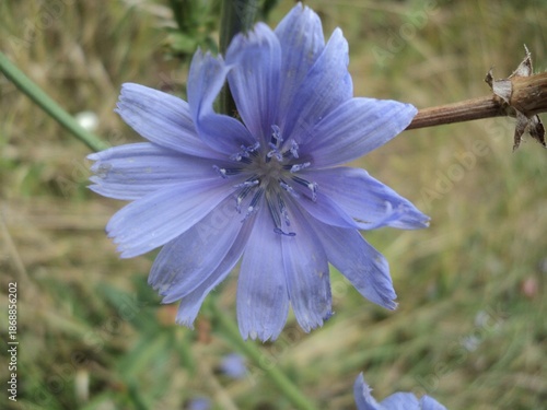 Purple flower in the garden