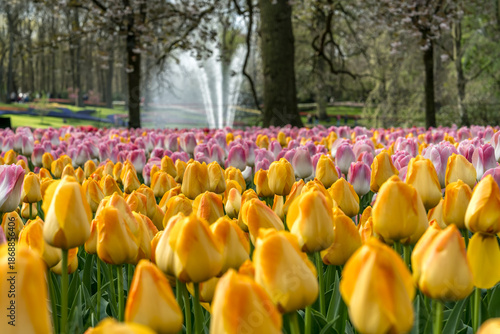Valokuva Jardin botanique aux tulipes de Keukenhof , à Lisse aux Pays-Bas