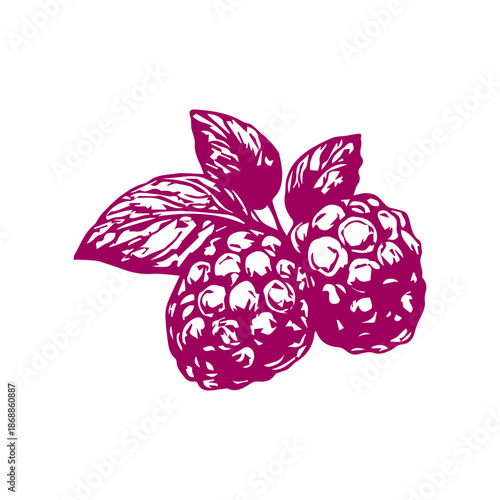 Raspberry fruit with leaves engraved sketch