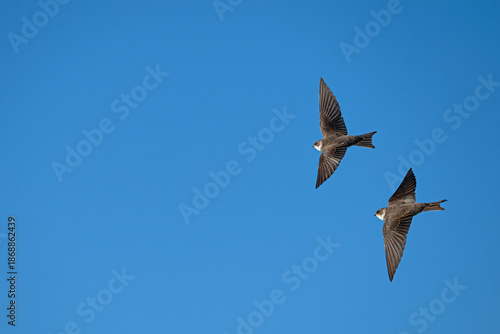 Quadro su tela Two swallows (Sand Martin - Riparia riparia) flapping their wings in the blue sky