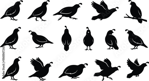 Vector Collection of Black Quail Silhouettes Featuring Various Game Birds Flying and Standing Isolated on White Background for Wildlife Nature Designs