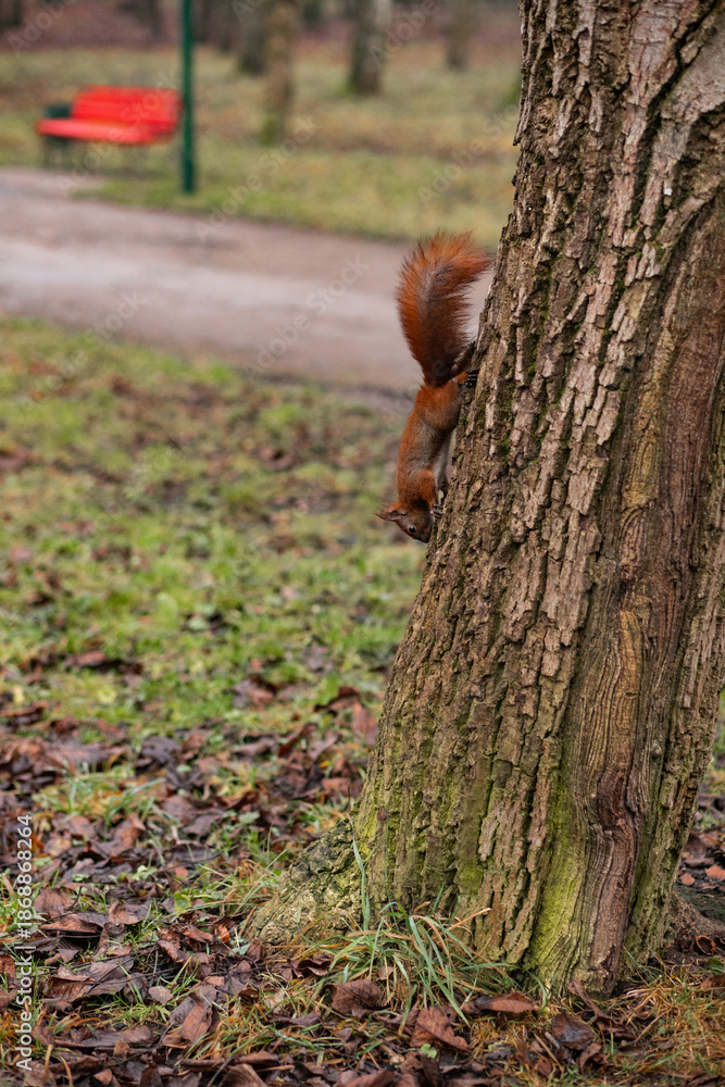 Obraz premium A red squirrel climbing down a textured tree trunk in a public park with a blurred red bench in the background. Action shot of urban wildlife in a natural autumn park landscape.