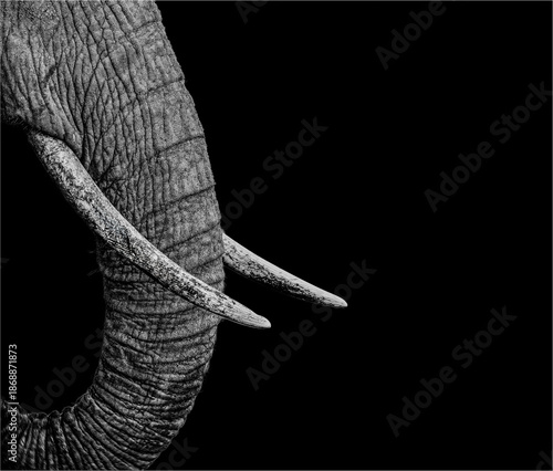 Close-Up of Elephant Trunk and Tusks Against Dark Background, Copy space