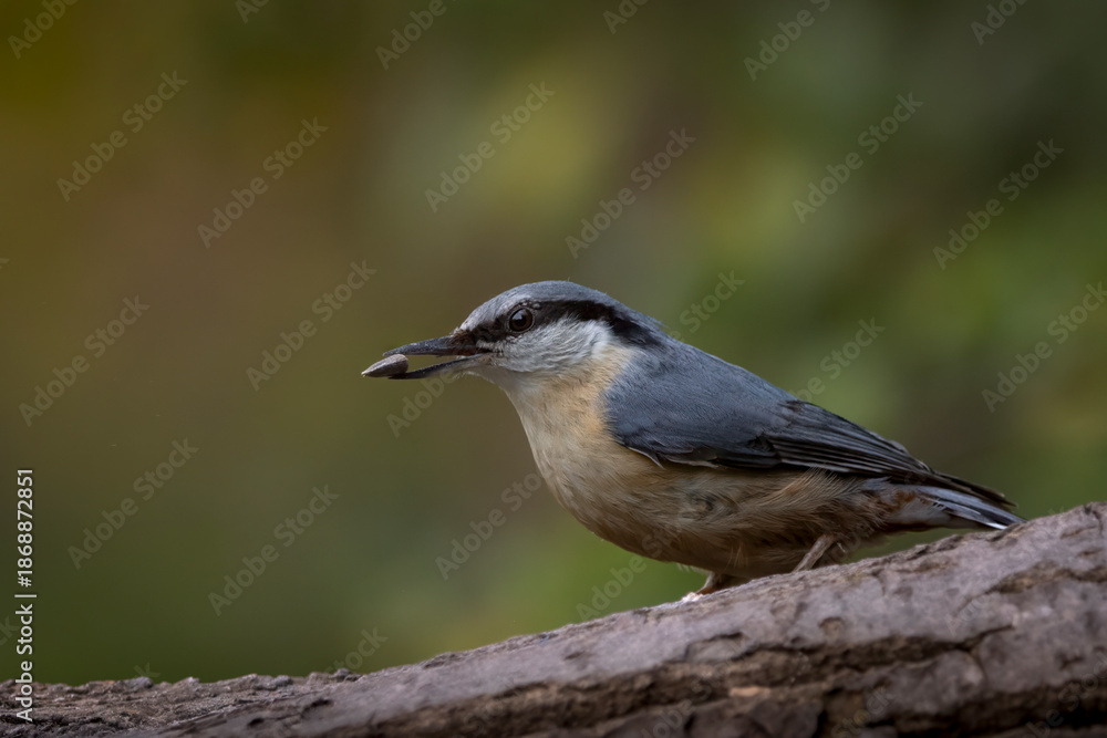 Obraz premium Eurasian Nuthatch Holding a Sunflower Seed on a Woodland Perch