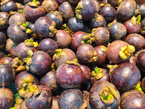 Pile of Fresh Ripe Mangosteen Fruits