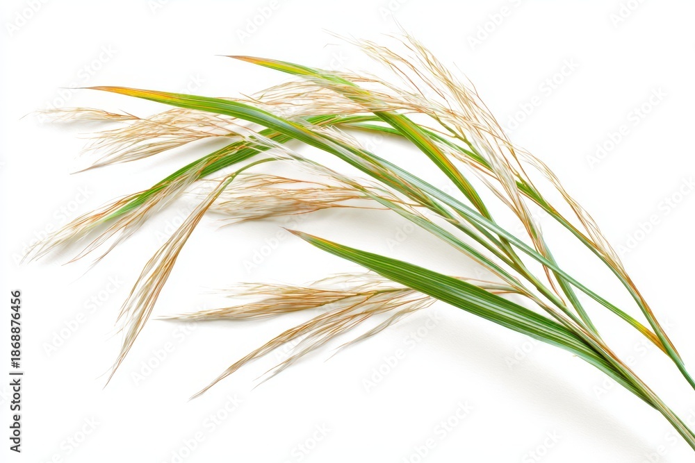Fototapeta premium Single ornamental grass plant on white backdrop for clean botanical imagery