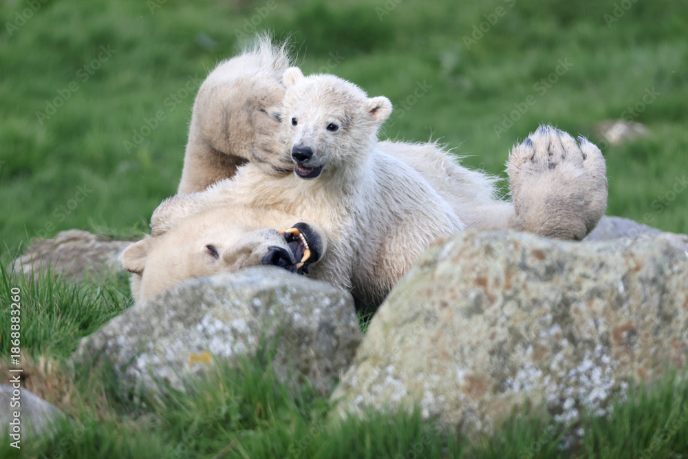Obraz premium close view of a polar bear on blurred background