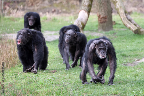 chimpanzee (Pan troglodytes) portrait