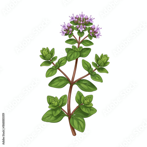 Illustration of a flowering oregano sprig with purple blossoms and green leaves
