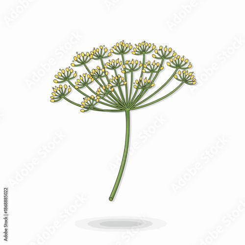 Illustration of a green dill flower head with yellow florets on a white background