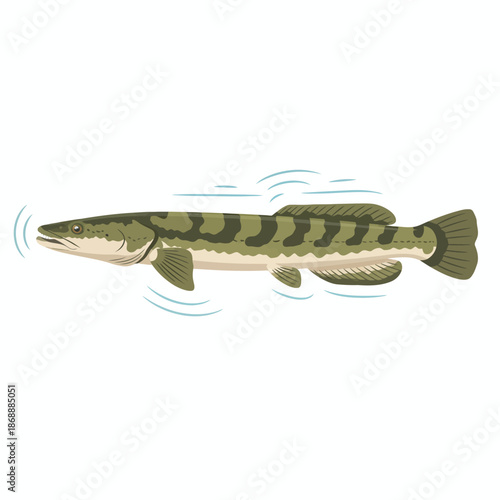 Illustration of a mottled green elongated freshwater fish swimming