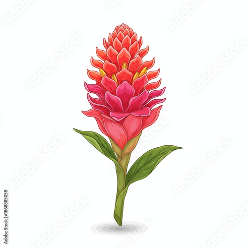 Illustration of a red ginger flower spike on a white background