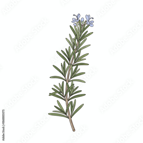Illustration of a rosemary sprig with small blue flowers on a white background
