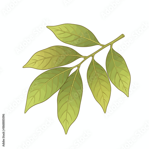 Illustration of a small branch with five elongated green leaves on a white background