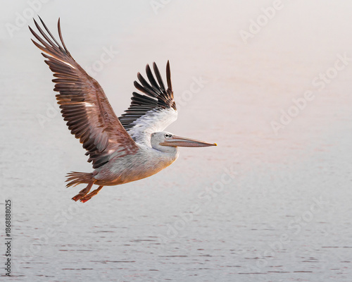 Pelican Flying Over Water with Wings Spread and Copy Space