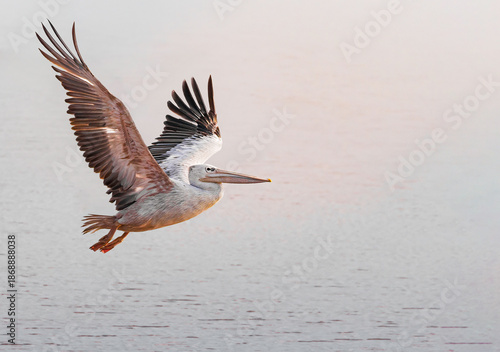 Pelican Flying Over Water with Wings Spread and Wide Copy Space
