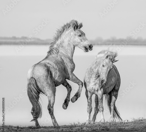 Two Horses Playing on Open Plain, Black and White