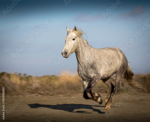 White Horse Galloping at Full Speed in Open  Countryside