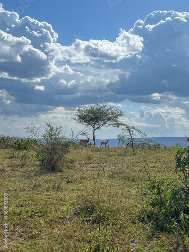 Wild impalas standing under an acacia tree in the savanna of Akagera National Park, Rwanda.