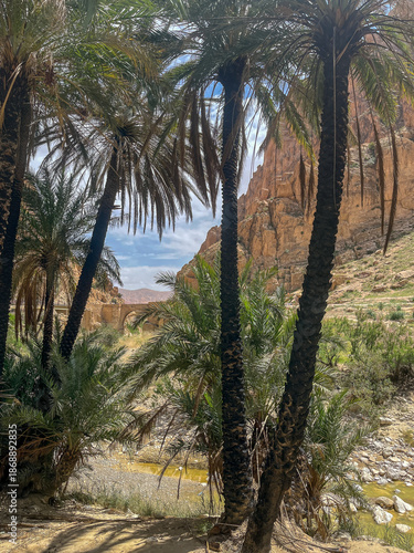 View through tall palm trees towards a stone bridge and rocky cliffs in a North African canyon.