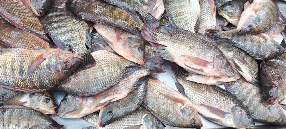 Obraz premium Fresh tilapia from the fishermen.