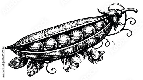 Engraved line art illustration of a pea pod depicting fresh peas and botanical elements for food and healthy eating concepts