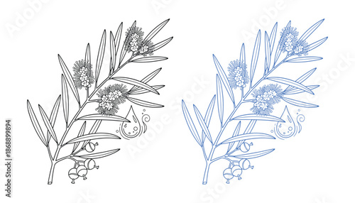 Elegant linear drawing of plant callistemon plant botanical sketch isolated outline illustration