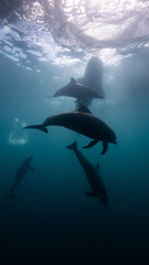 Dolphins and whale sharks feeding below the surface, Raja Ampat 