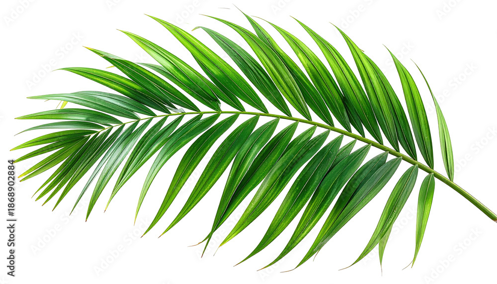 Obraz premium A vibrant, detailed illustration of a palm frond with lush green leaves isolated against black