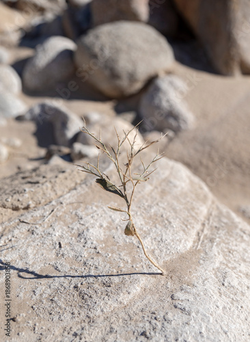 perseverance anza borrego desert national park california USA