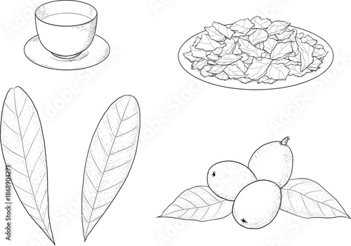 びわの実と葉・乾燥葉・びわ茶の線画イラストセット