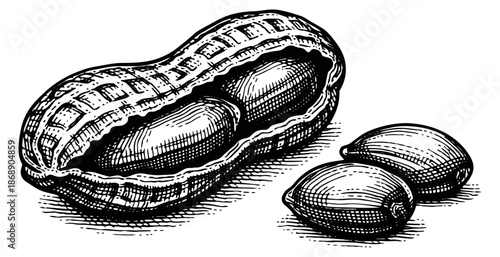 Hand drawn line art illustration of peanuts depicting a whole nut in its shell and two shelled kernels for food packaging and ingredient labels