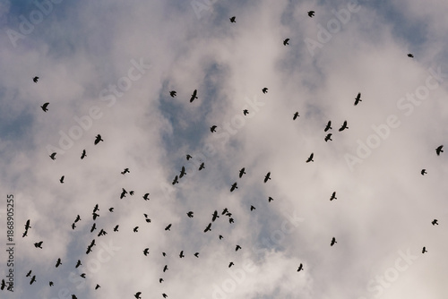 Murder of Crows