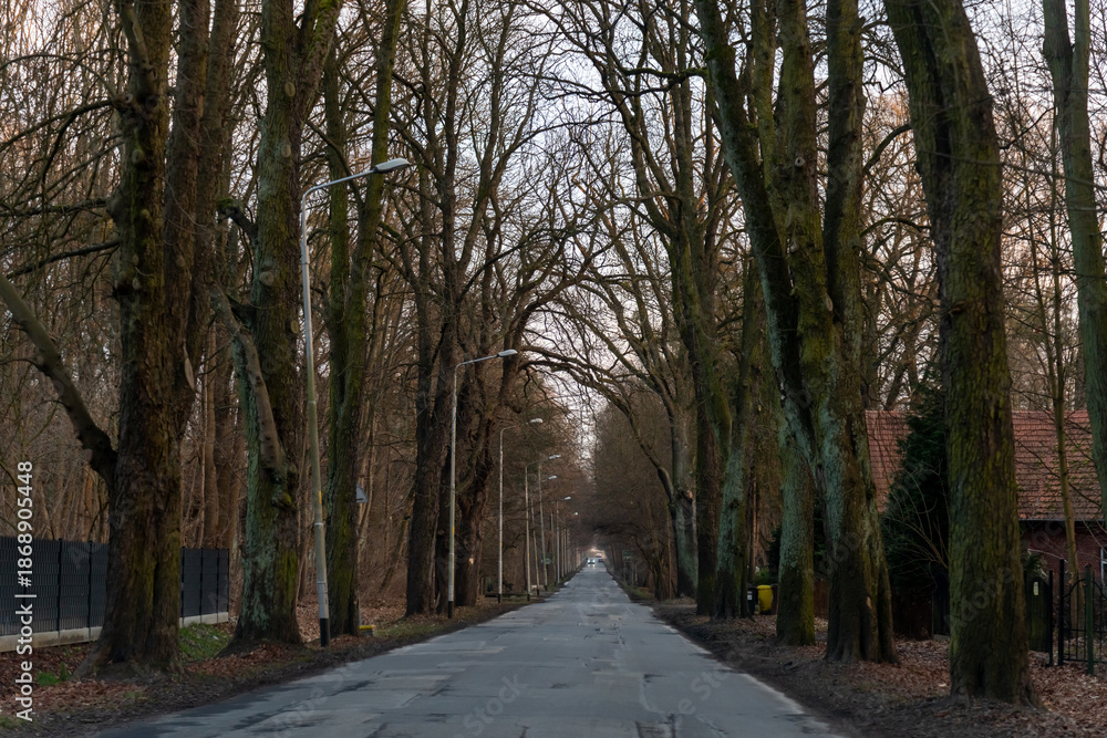 Obraz premium Scenic tree-lined country road with tall bare trees forming natural tunnel and street lamps on overcast autumn day in rural village. Concept of road trip, countryside driving and peaceful rural life.