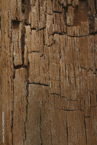 texture background of cracked wooden plank with lights and shadows