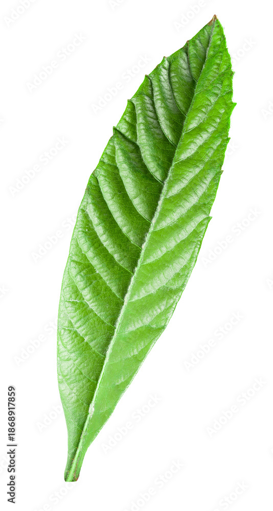 Fototapeta premium Green leaf persimmon isolated on a white background. Clipping path included
