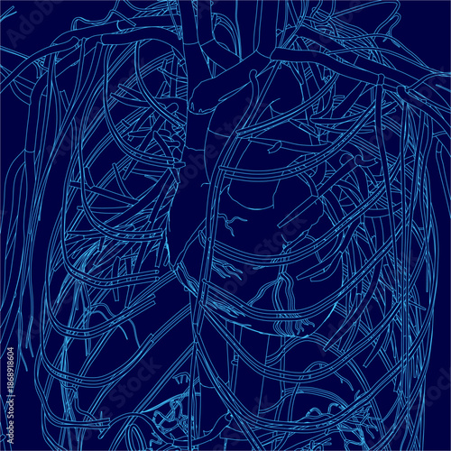 A detailed blue and white line drawing of the human heart, showcasing the intricate circulatory system with veins and arteries on a dark blue background.