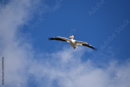 Pelican