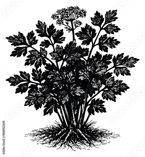 Hand drawn line art illustration of a parsley plant depicting its roots and flower for cooking design