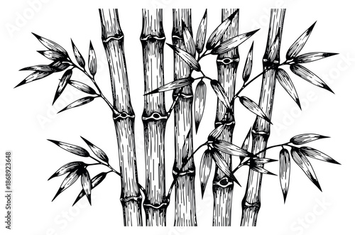 Hand drawn line art bamboo set featuring natural stalks and leaves for asian nature designs