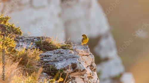 A Syrian Serin evoking all the feels as it perches on a frost-covered branch in a serene winter landscape.mp4