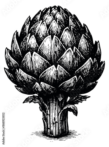 Hand drawn line art illustration of an artichoke depicting its natural form for food and botanical designs