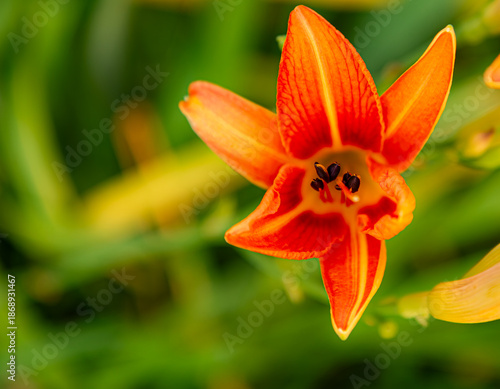 Photographie d'une fleur de lys orange, vue du dessus, dévoilant son plus grand secret