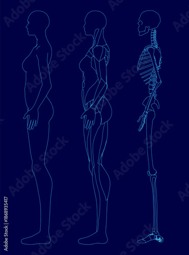 A female skeleton outline reveals the body's internal structure, highlighting major muscle groups and anatomical contours.