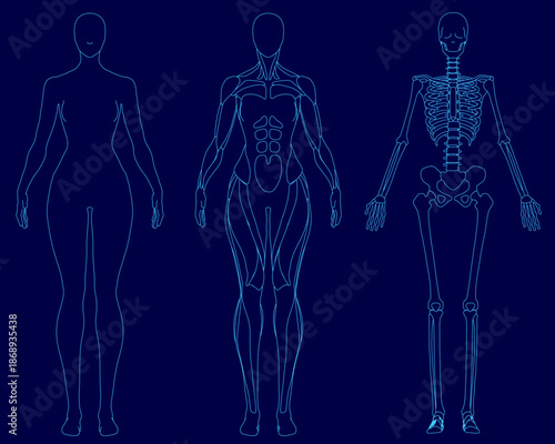 A female skeleton outline reveals the body's internal structure, highlighting major bones and muscle attachment points. This anatomical contour illustration is ideal for medical or educational use.