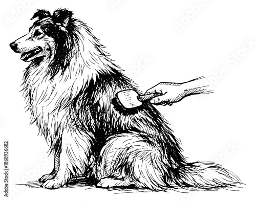 Hand drawn line art illustration of a collie dog depicting a person brushing its coat for pet care